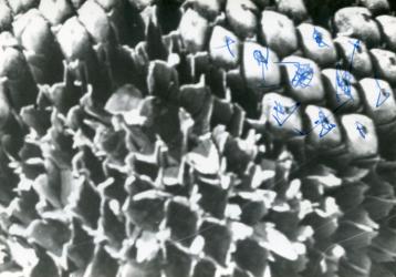 1960
