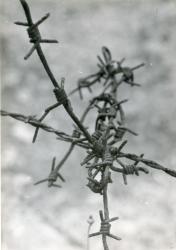1960
