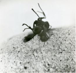 1960