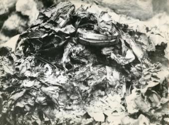 1960